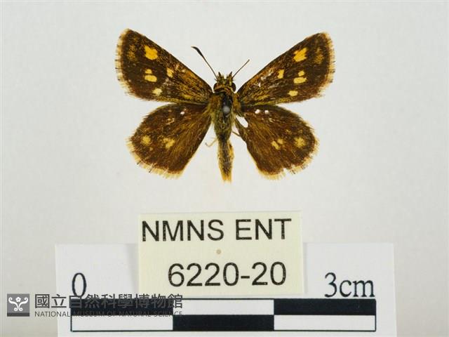 小黃星弄蝶藏品圖，第1張