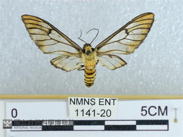 登錄號:001141-00020藏品圖，第1張