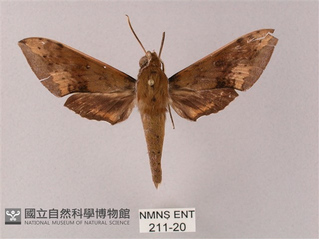 臺灣白肩天蛾藏品圖，第1張