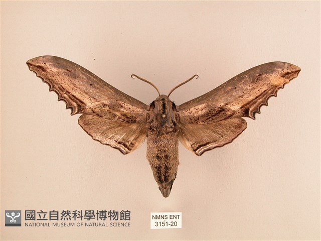 臺灣鋸翅天蛾藏品圖，第1張