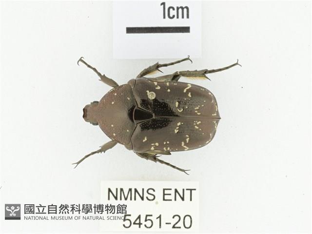 東方白點花金龜藏品圖，第1張