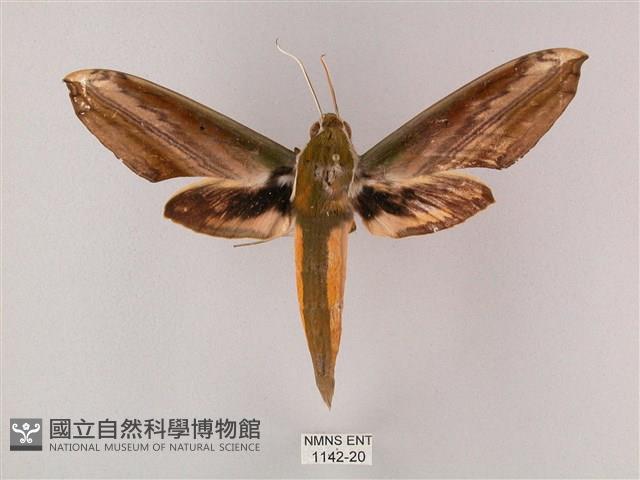 綠背斜紋天蛾藏品圖，第1張