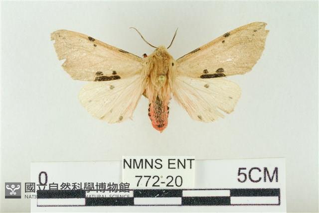 棍棒污燈蛾藏品圖，第1張