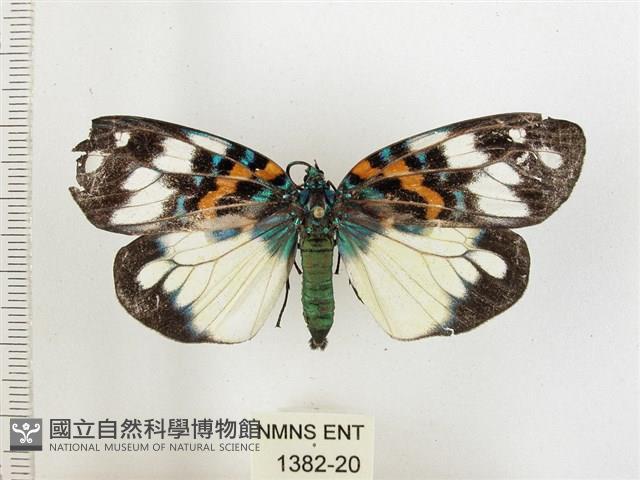 山龍眼螢斑蛾、雙星螢班蛾藏品圖，第1張