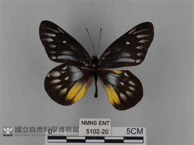 豔粉蝶藏品圖，第1張