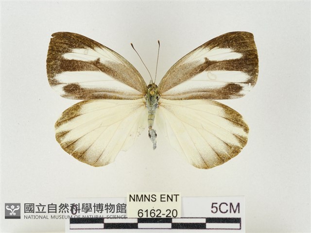 飛龍白粉蝶藏品圖，第1張