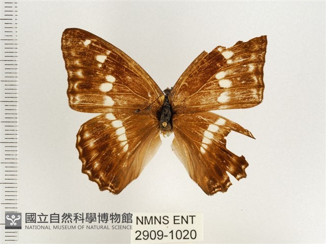 普氏白蛺蝶藏品圖，第1張