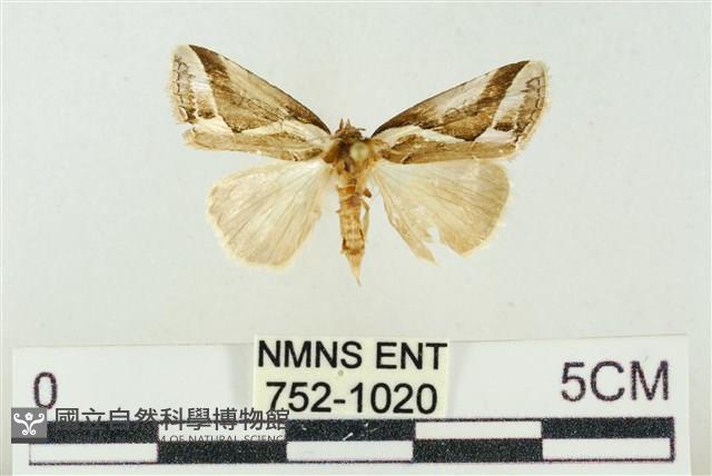 素木氏美波紋蛾藏品圖，第1張