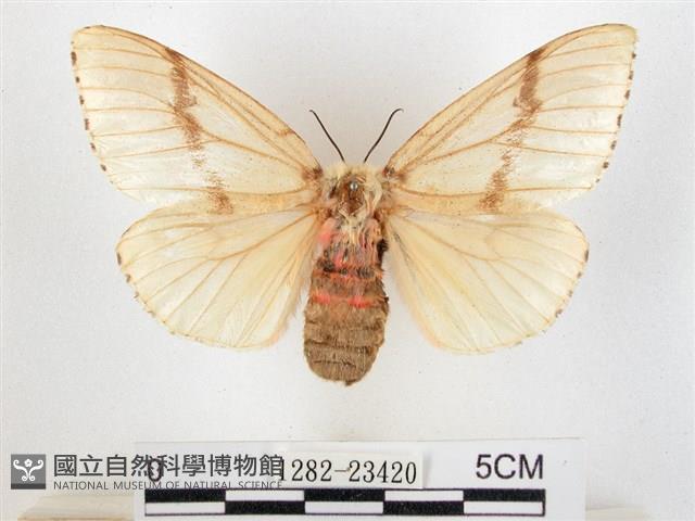 木毒蛾藏品圖，第1張