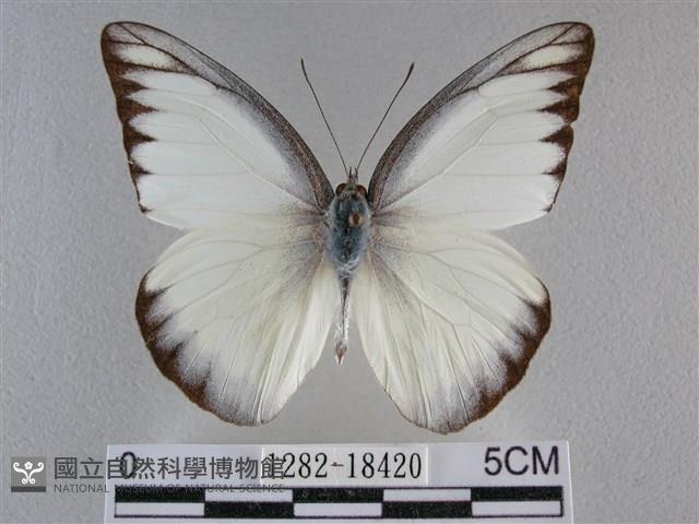 異色尖粉蝶藏品圖，第1張