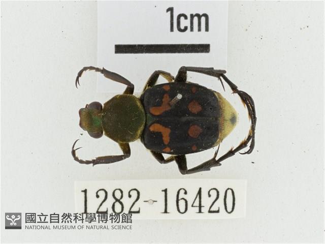 黃肩長腳花金龜藏品圖，第1張