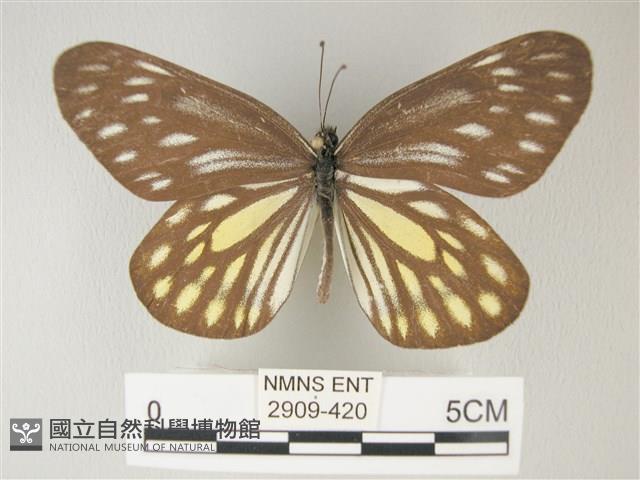 流星絹粉蝶藏品圖，第1張