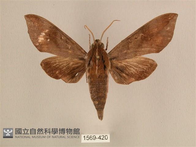 背中白天蛾藏品圖，第1張