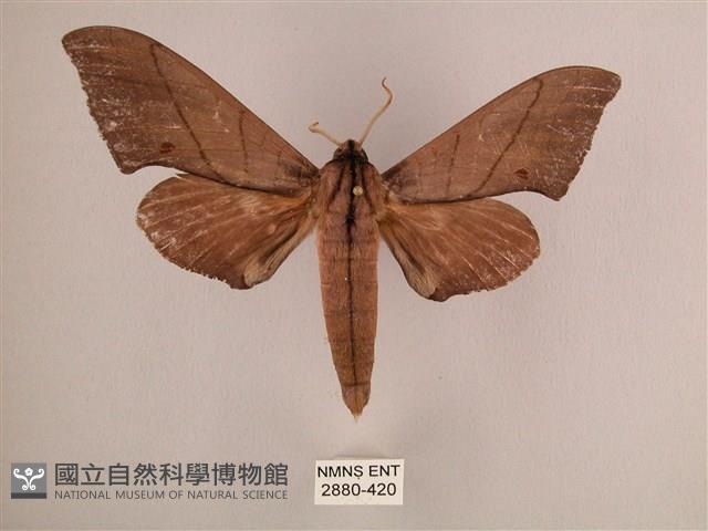 直翅六點天蛾藏品圖，第1張