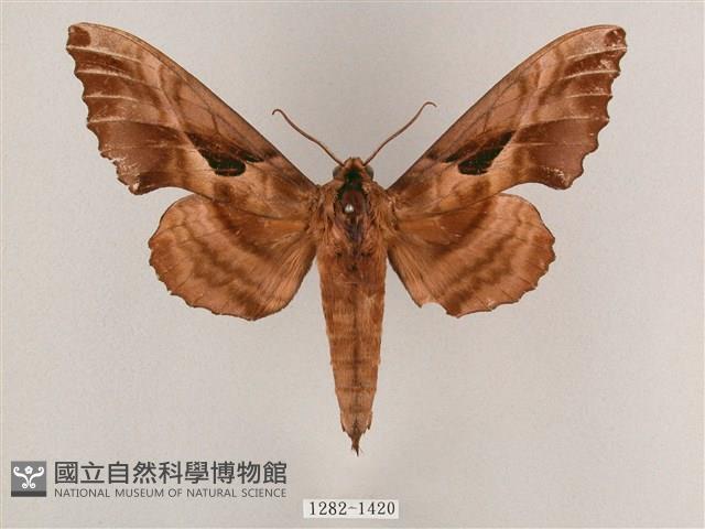 盾天蛾藏品圖，第1張