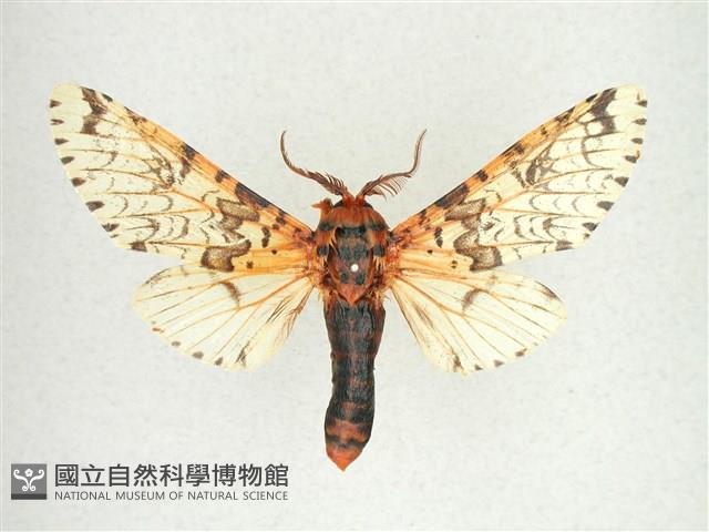 尖鋸舟蛾藏品圖，第1張