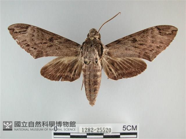 霜天蛾藏品圖，第1張