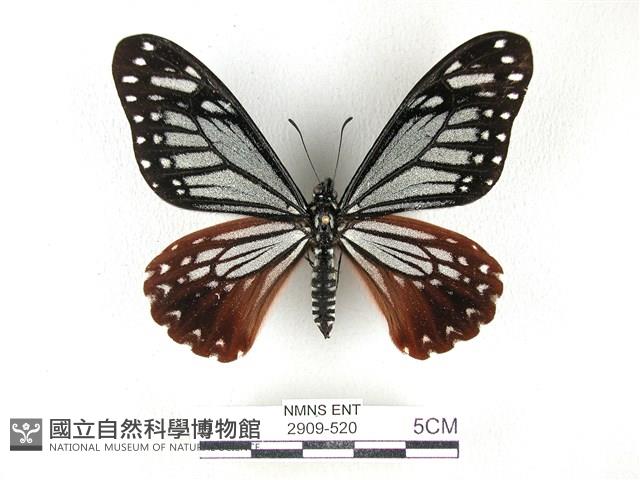 斑鳳蝶藏品圖，第1張