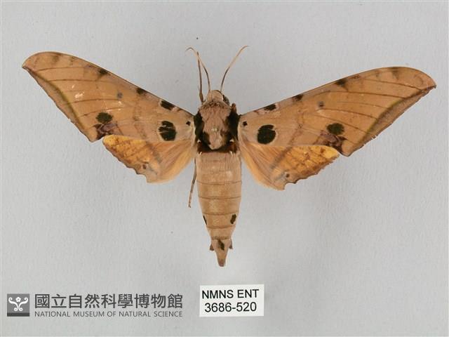 裂斑鷹翅天蛾藏品圖，第1張