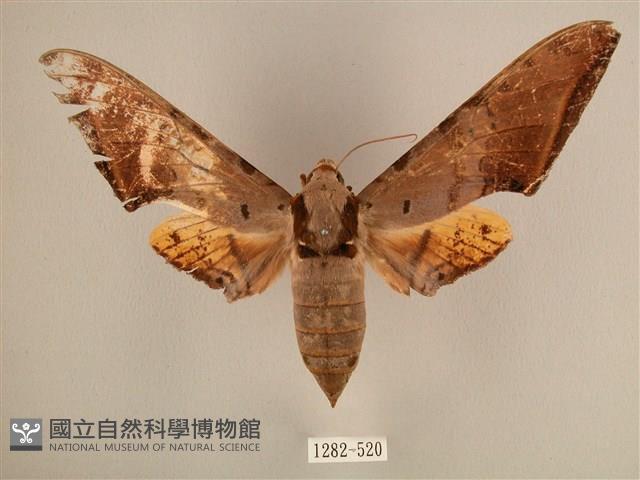 臺灣鷹翅天蛾藏品圖，第1張