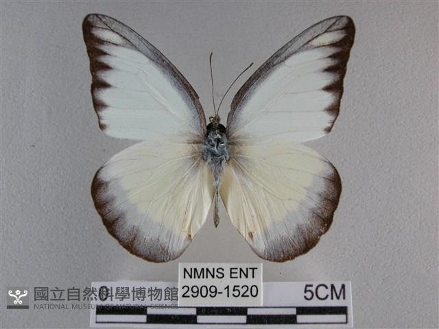 異色尖粉蝶藏品圖，第1張