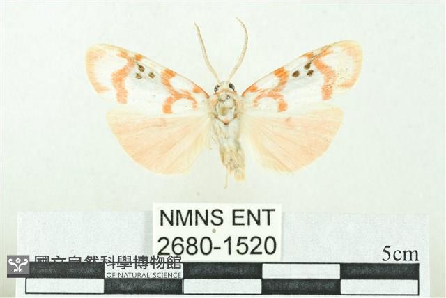 臺雪苔蛾藏品圖，第1張