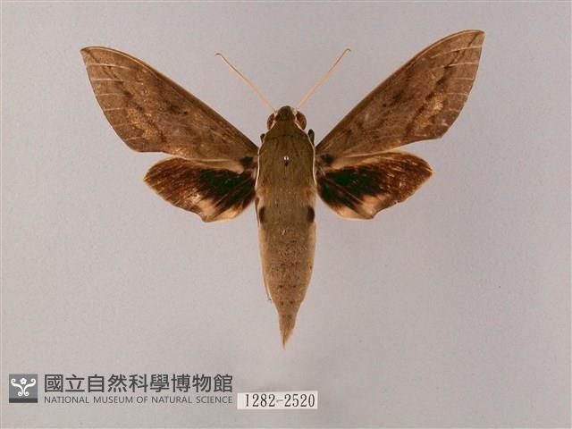 間斷斜紋天蛾藏品圖，第1張