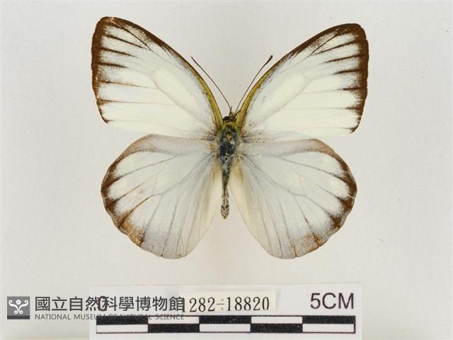 淡褐脈粉蝶藏品圖，第1張