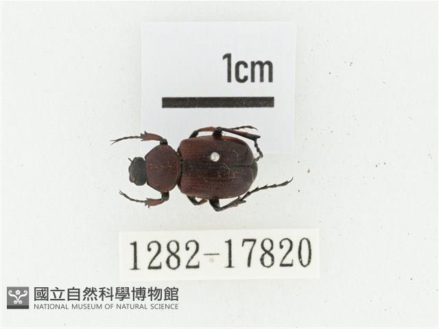 血紅虎斑花金龜藏品圖，第1張