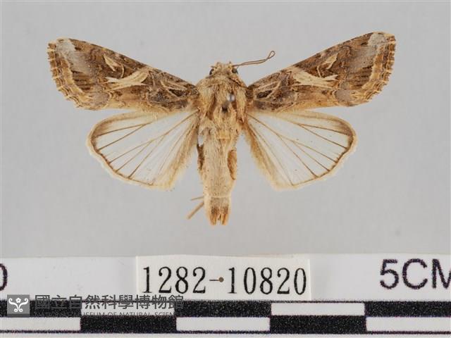 斜紋夜盜蛾藏品圖，第1張