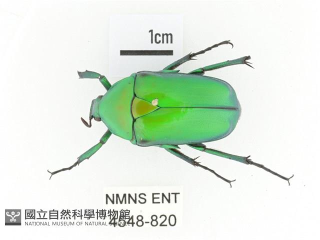 金艷騷金龜藏品圖，第1張