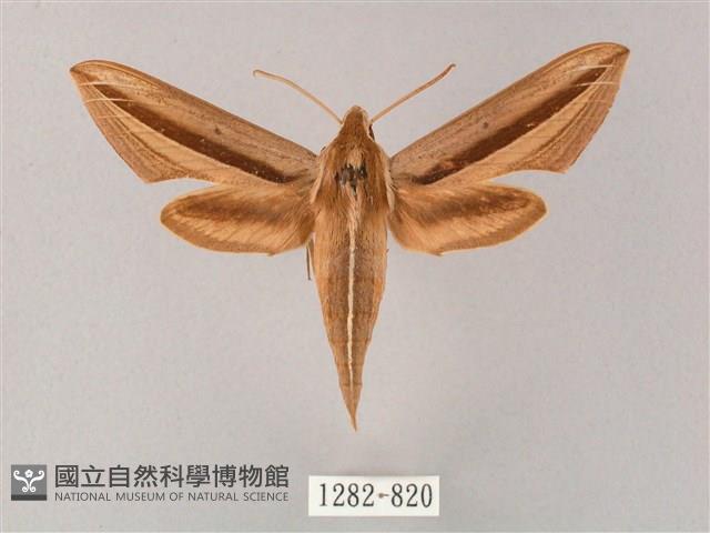 單斜紋天蛾藏品圖，第1張