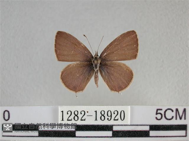 波灰蝶藏品圖，第1張