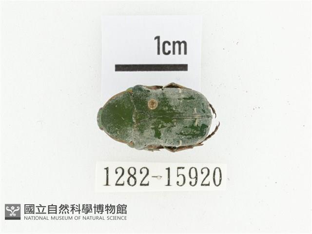 艷邊花金龜藏品圖，第1張