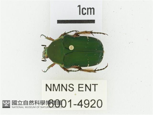 艷邊花金龜藏品圖，第1張