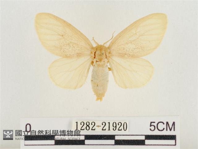 榕透翅毒蛾藏品圖，第1張