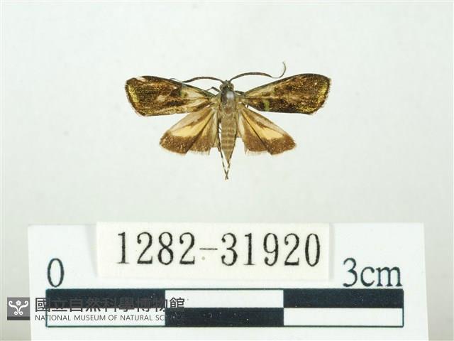 叉紋閃舞蛾藏品圖，第1張