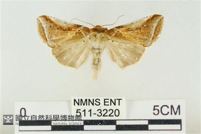 印華波紋蛾藏品圖，第1張