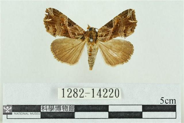 粉紅帶散紋夜蛾藏品圖，第1張