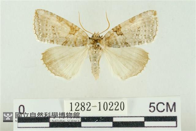 圍異波紋蛾藏品圖，第1張