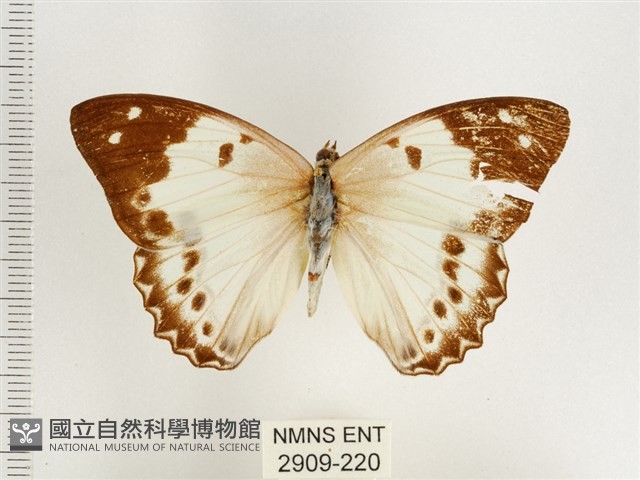 傲白蛺蝶藏品圖，第1張