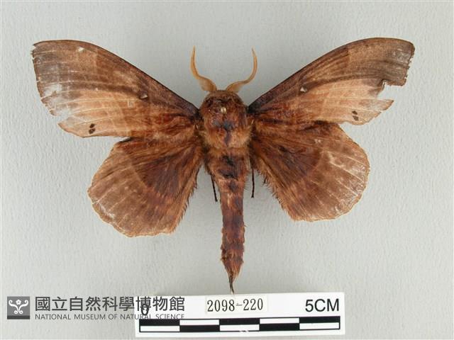 松大毛蟲藏品圖，第1張