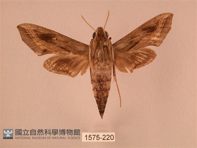 斜線天蛾藏品圖，第1張