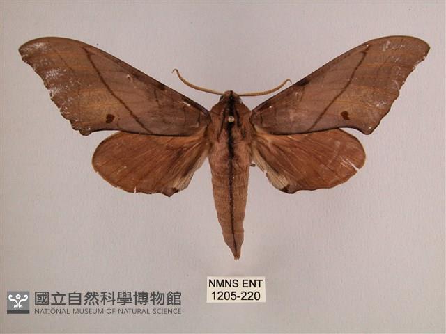 直翅六點天蛾藏品圖，第1張