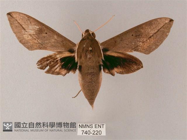 藏斜紋天蛾藏品圖，第1張