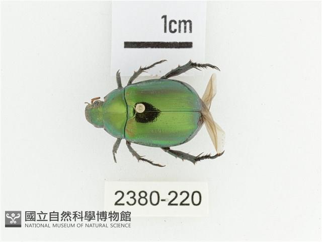 艷金龜藏品圖，第1張