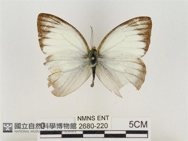 淡褐脈粉蝶藏品圖，第1張