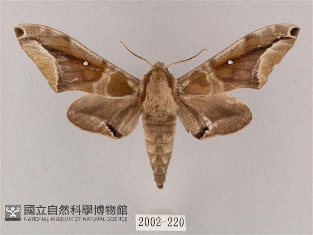 白點天蛾 藏品圖，第1張