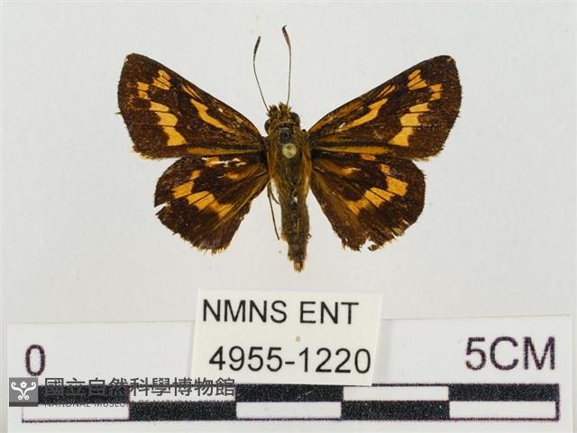 蓬萊黃斑弄蝶藏品圖，第1張