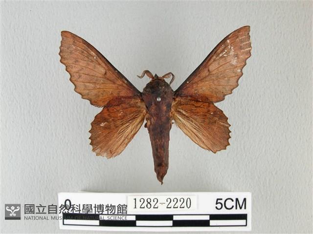 鋸緣枯葉蛾藏品圖，第1張